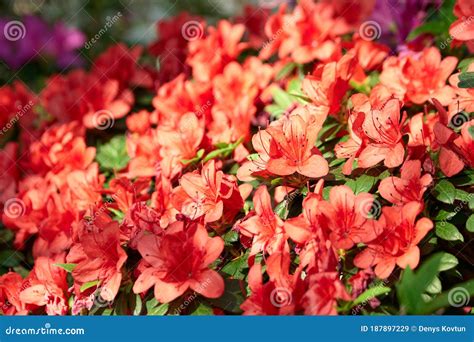 Beautiful Azalea Flowers Blooming In The Park Stock Image Image Of