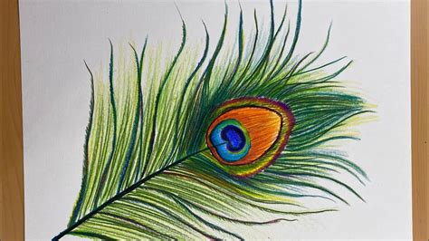 Peacock Feather Pencil Drawing