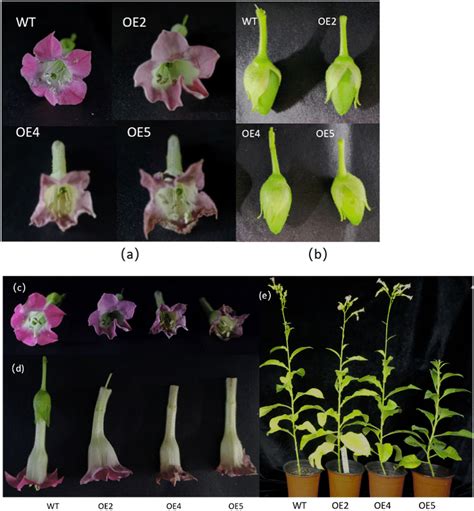 Phenotypic Observation Of Transgenic Tobacco During The Reproductive Download Scientific