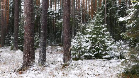 Tapety zdjęcia Pnie Drzewa Śnieg Zima Las Ośnieżone