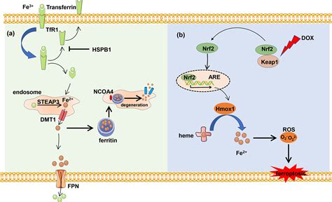 Frontiers Insights Into Ferroptosis A Novel Target For The Therapy