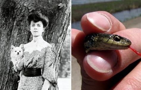 Alice Roosevelt Snake