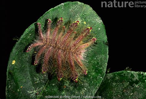 Nature Picture Library Monkey-slug caterpillar {Phobetron sp} mimics ...
