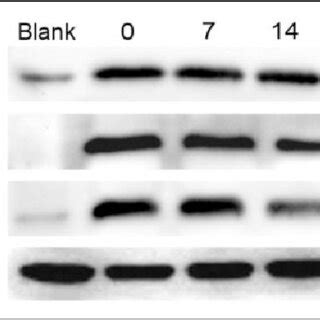 avb  protein expression detection  western blot  expression