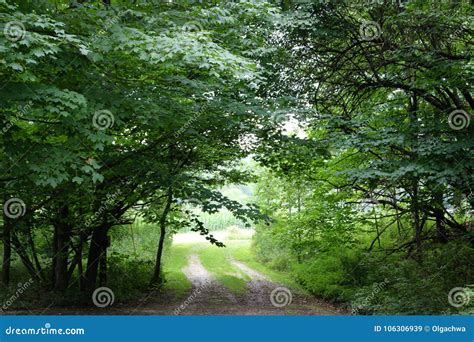 Dirt Road Out Through Trees Stock Image Image Of Nature Oaks 106306939