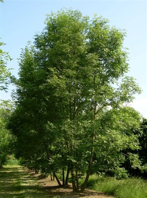 Fraxinus excelsior | Common ash, European ash - Van den Berk Nurseries