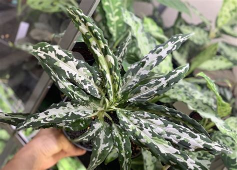 Yahoo オークション LA便ネームド株 Aglaonema Pictum 妖鳥 シレーヌ