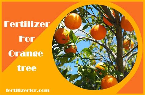 Best Fertilizer For Orange Trees How And When To Fertilize