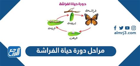 مراحل دورة حياة الفراشة موقع المرجع