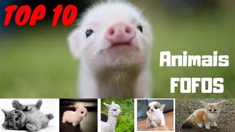 Top 10 Animais Mais Fofos Do Mundo Animais Lindos Fofos E Bonitos