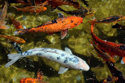 Koi Rescue