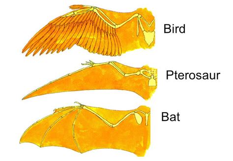 Flight Is It Effective For A Dragon To Have A Bat Like Wing Structure