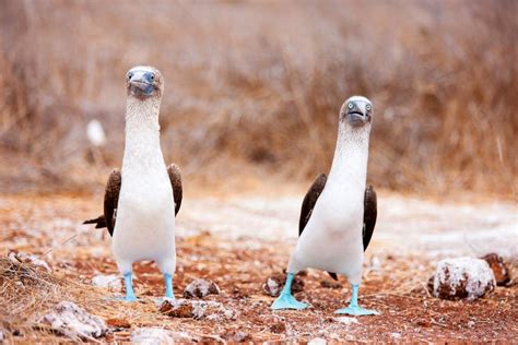 Fauna e flora delle Galapagos - Ecuador e Galapagos