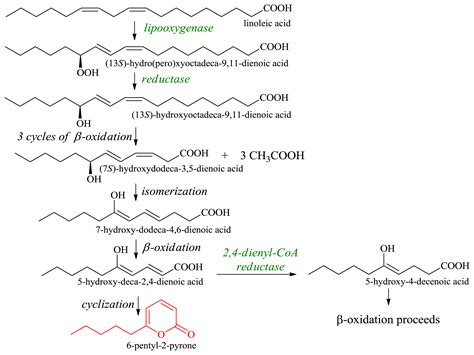 IJMS Free Full Text Biotransformations Utilizing β Oxidation Cycle