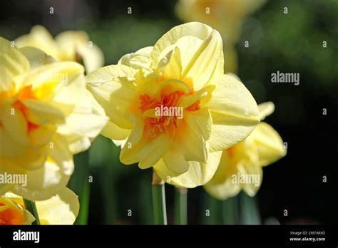 Yellow And Orange Double Narcissus Daffodil ‘tahiti In Flower Stock