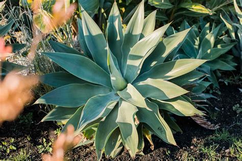 Come Coltivare E Prendersi Cura Della Pianta Di Agave Guida Essenziale