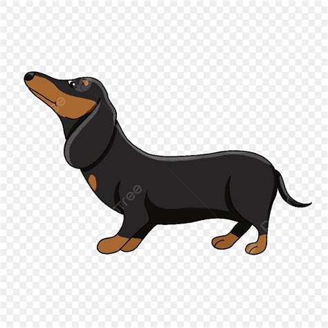 Perro De Perro Salchicha Mirar Hacia Arriba Clipart, Imágenes ...