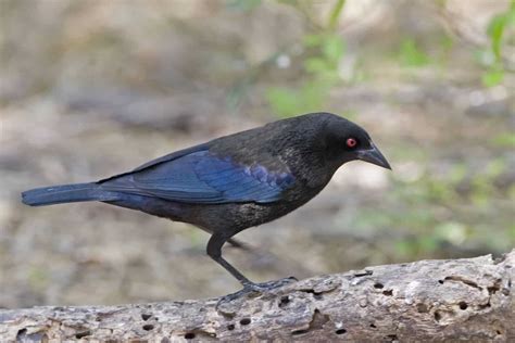 Blackbirds In Kansas 12 Fascinating Species You Can Spot