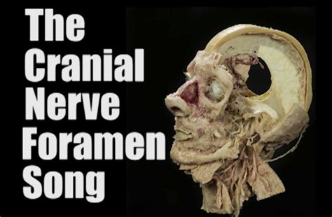 Medical Daily The Cranial Nerve Foramen Song Anatomy Guy Hot Sex Picture