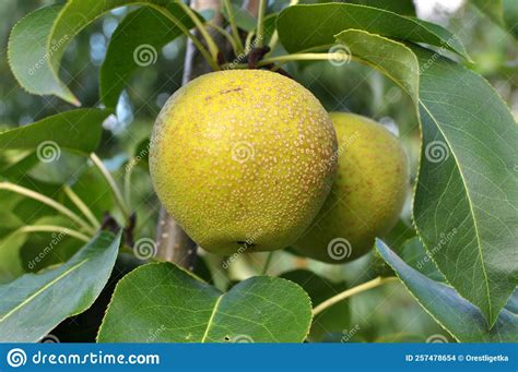 Pears Ripen On The Tree Branch Stock Photo Image Of Farm Agriculture