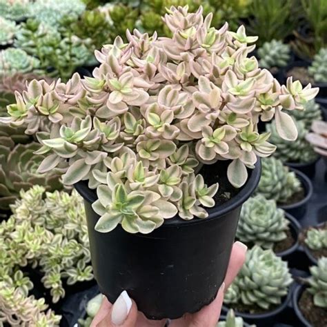 Crassula Volkensii Variegata Fonte Das Suculentas