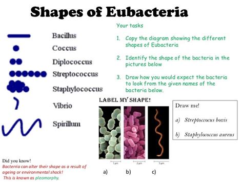 3 types of bacteria shapes