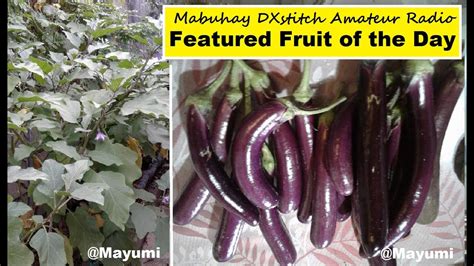 Featured Fruit Of Mabuhay Dxstitch Amateur Radio Eggplant Harvest