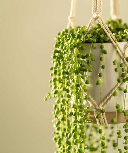 Best hanging basket houseplants — 10 stunning picks | Real Homes