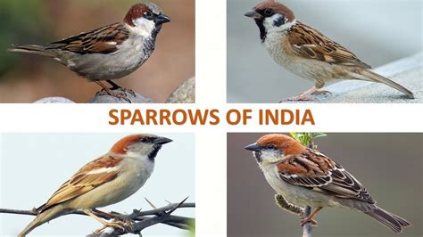 Sparrows Of India 🇮🇳 Birds Indian Birds Youtube