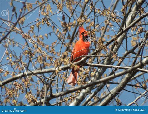 Red Male Cardinal Singing in a Tree Stock Photo - Image of mating, call ...