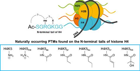 Figure From Intricate Effects Of Amino And Lysine Modifications On