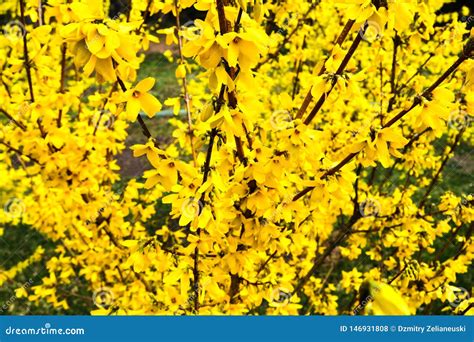 Border Forsythia Is An Ornamental Deciduous Shrub Of Garden Origin