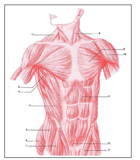 Muscles Du Tronc Vue Ant Rieure Diagram Quizlet