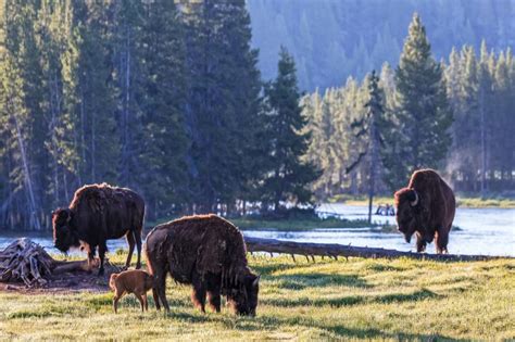 Every Buffalo Dead Is An Indian Gone