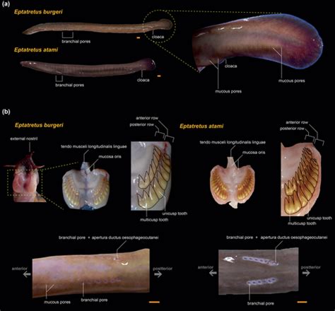 Gross Anatomy Of The Pacific Hagfish Eptatretus Burgeri With Special