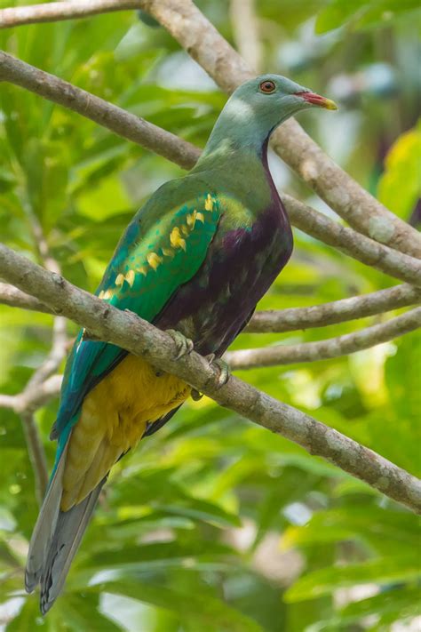 Wompoo Pigeon Fnq Chromaluxe