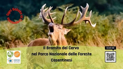 Il Bramito Del Cervo Nel Parco Nazionale Delle Foreste Casentinesi