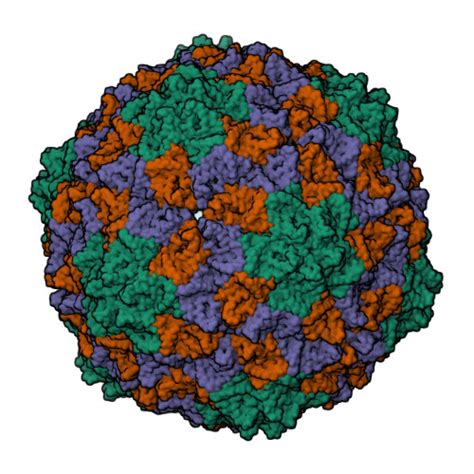 RCSB PDB 2VQ0 Capsid Structure Of Sesbania Mosaic Virus Coat Protein