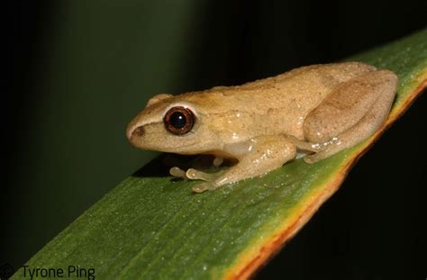 Hyperolius Marmoratus Marmoratus Painted Reed Frog