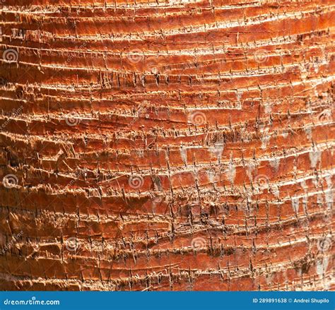 The Bark On A Palm Tree As An Abstract Background Texture Stock Photo