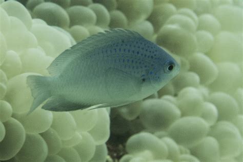 The Blue Spotted Damsel Whats That Fish