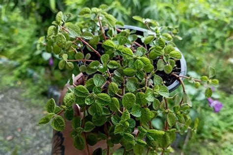 Planta Dinheiro Em Penca Veja Como Cuidar E Seu Significado