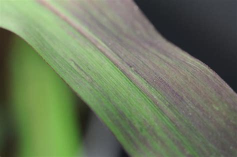 P Deficiency Corn Yara Myanmar