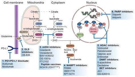 Cancers Free Full Text Precision Oncology In Lower Grade Gliomas Promises And Pitfalls Of