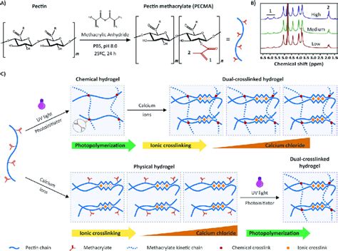 Chemical Modification Of Pectin And Strategies For The Preparation Of