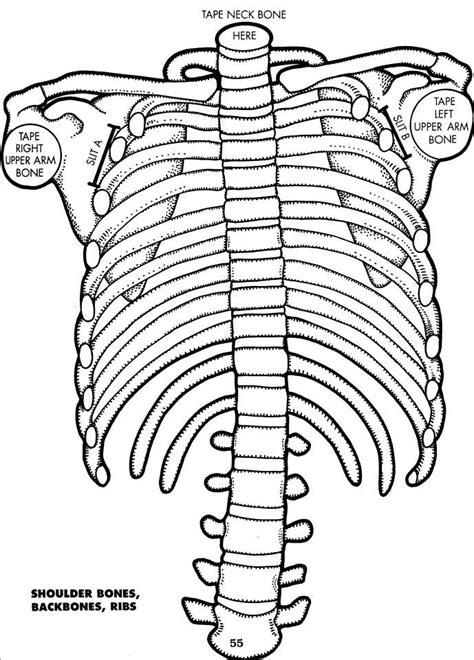 Axial Skeleton Coloring Sheets Coloring Pages