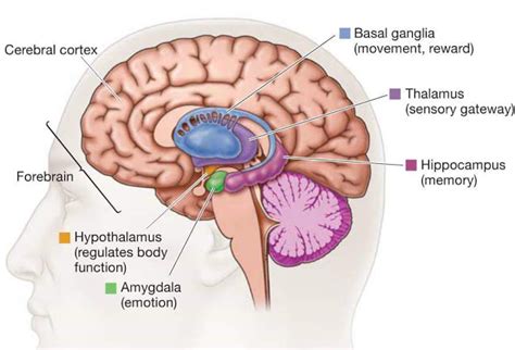 Brain Structures And Functions With Amygdala Diagram Workshe