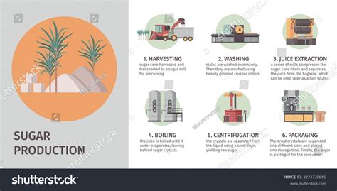 Sugar Production Process Cartoon Infographic Set Stock Vector (Royalty ...