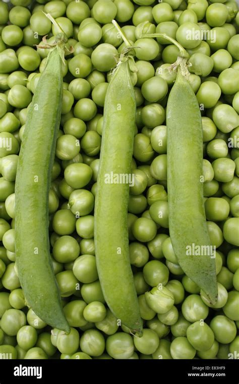 Pea Hurst Green Shaft Pods On Bed Of Peas Pisum Sativum Stock Photo