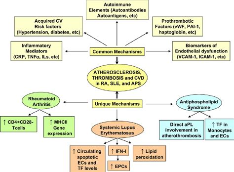 Common And Unique Mechanisms That Lead To Atherogenesis And CVD In RA